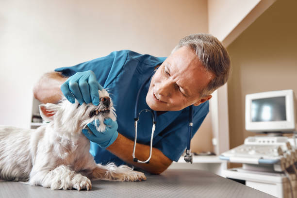 Best Weekend Emergency Dentist in Cashton, WI
